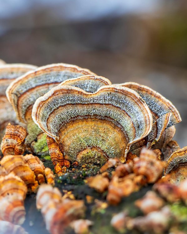 trametes versicolor