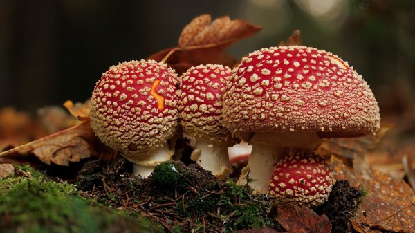 мухомор красный