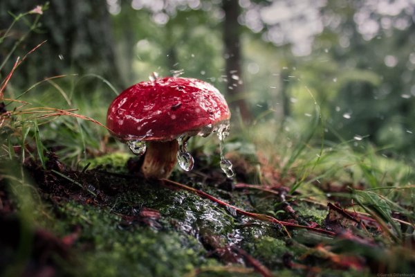 грибная поляна мухоморов