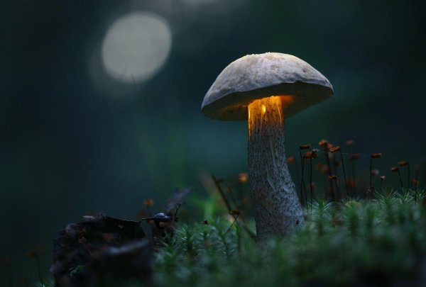 грибы огоньки