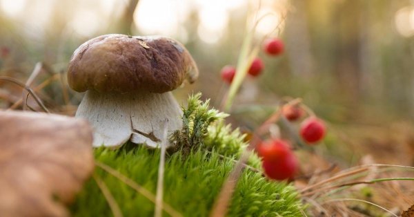 боровик гриб