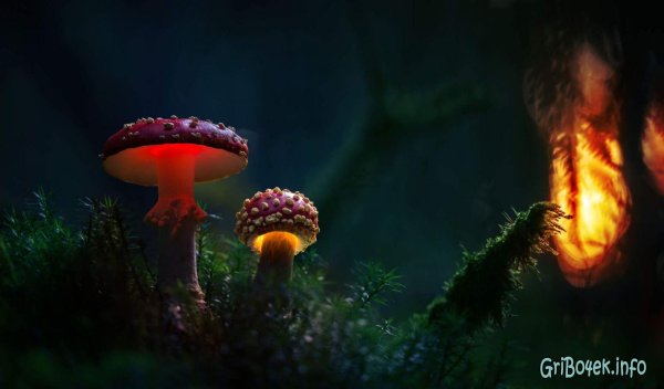 аманита мускария