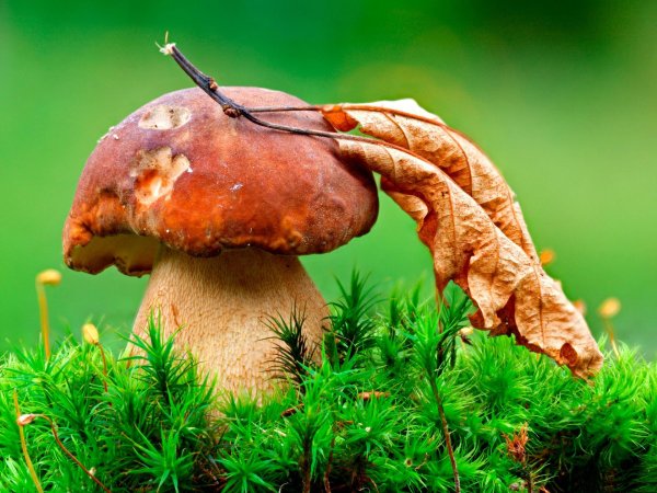 гриб боровик