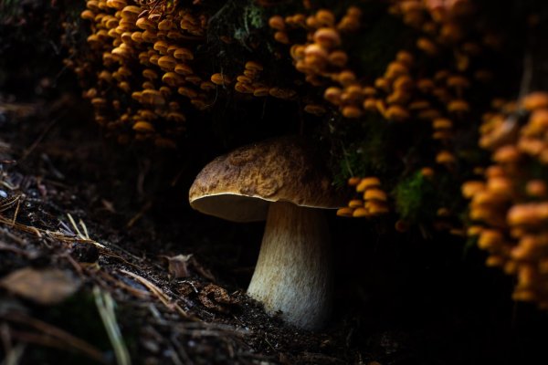 гриб боровик