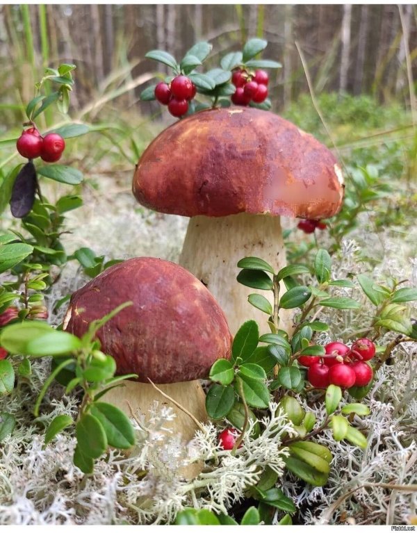 боровичок гриб