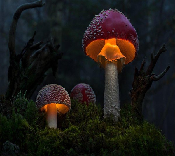 аманита мускария