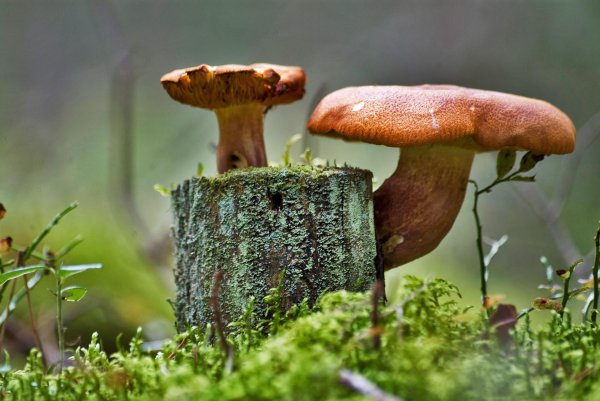 пень с грибами