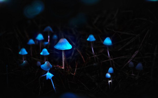 мицена хлорофос