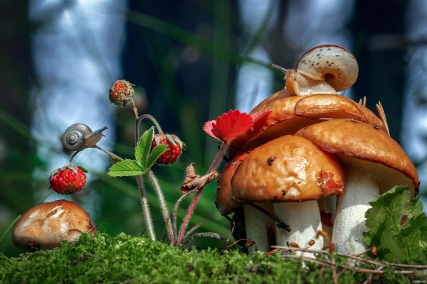 улитка на грибе