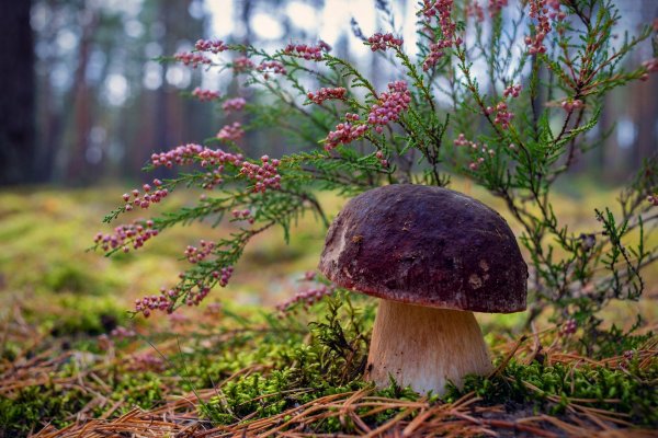 гриб боровик