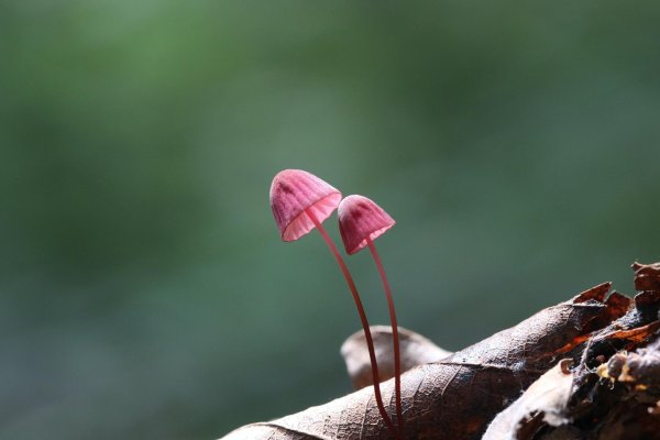 marasmius haematocephalus