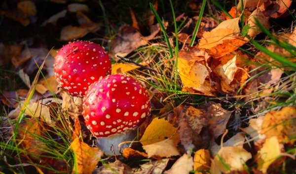 красный мухомор