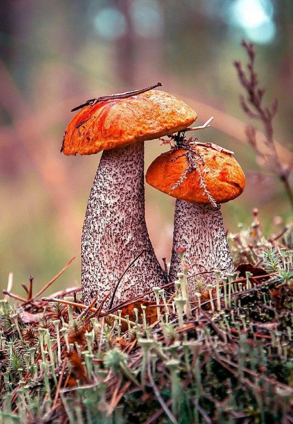 подосиновик красноголовик