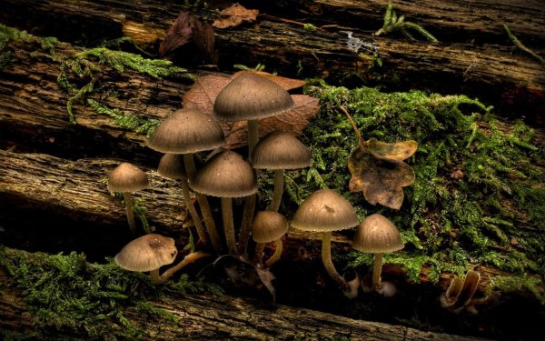 mushrooms 2011