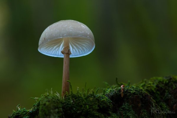 гриб удемансиелла