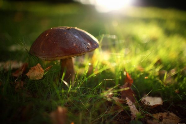 подберезовик гриб