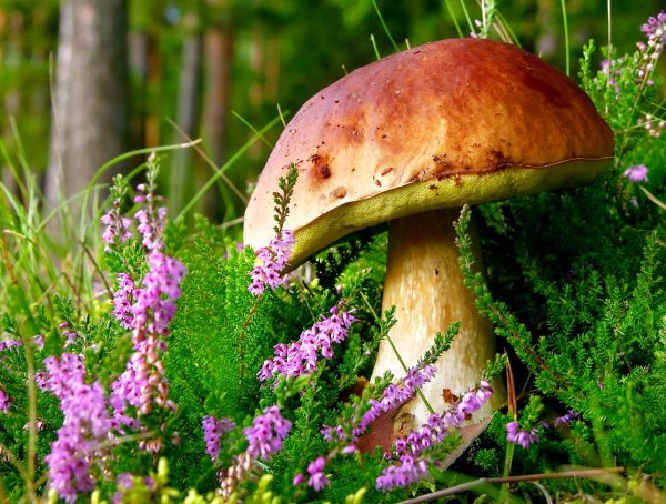 боровик гриб