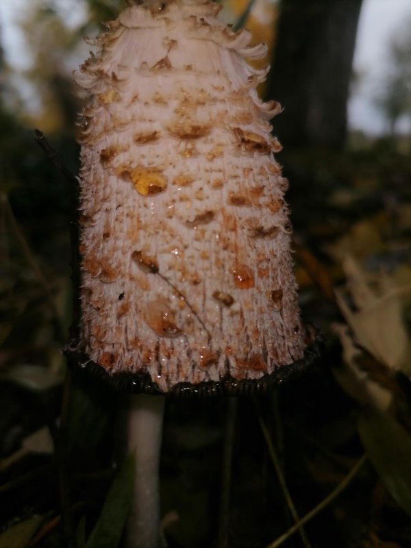 навозник белый съедобный