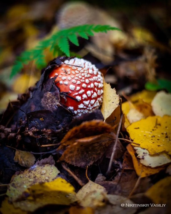 мухомор красный