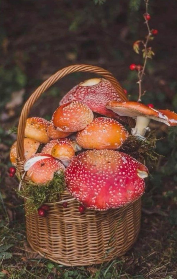 корзина мухоморов