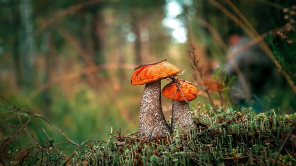 подосиновик красноголовик