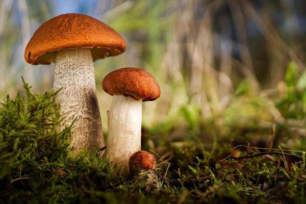 подосиновик красноголовик