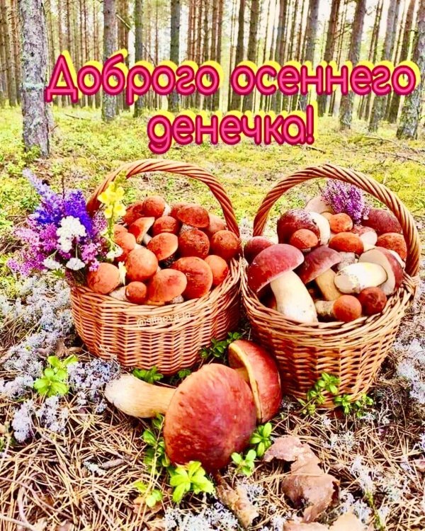 доброе утро грибники