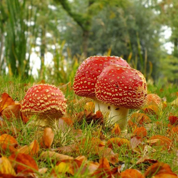 мухомор пантерный