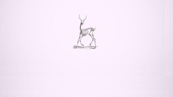 олень анатомия