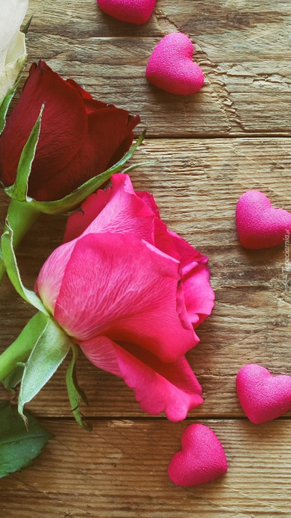 любовь цветы