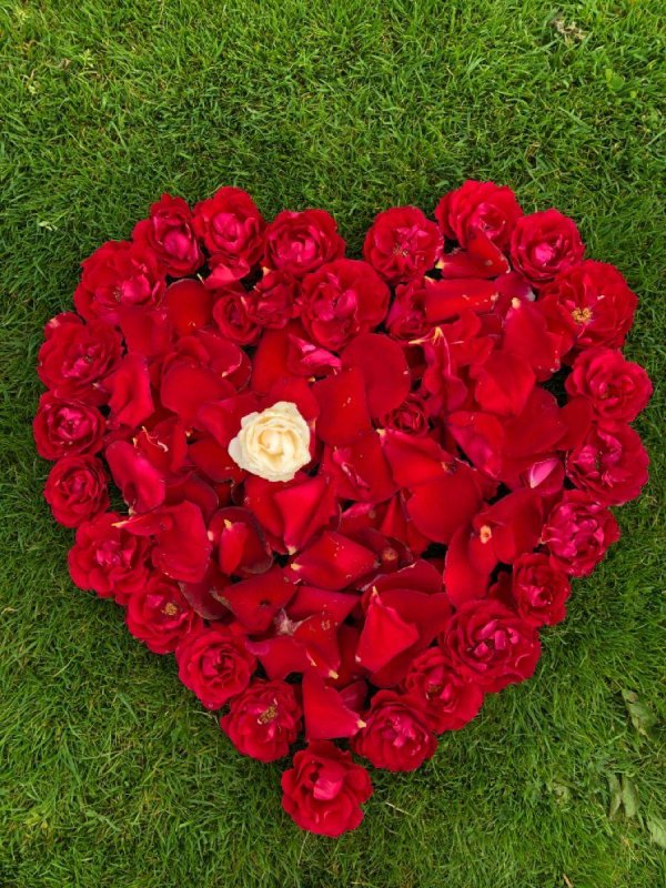 роза сердца