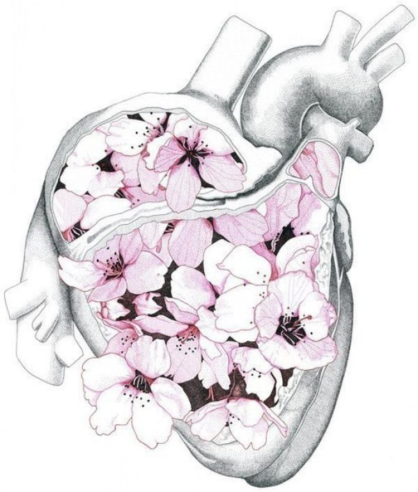 рисунки сердца человека
