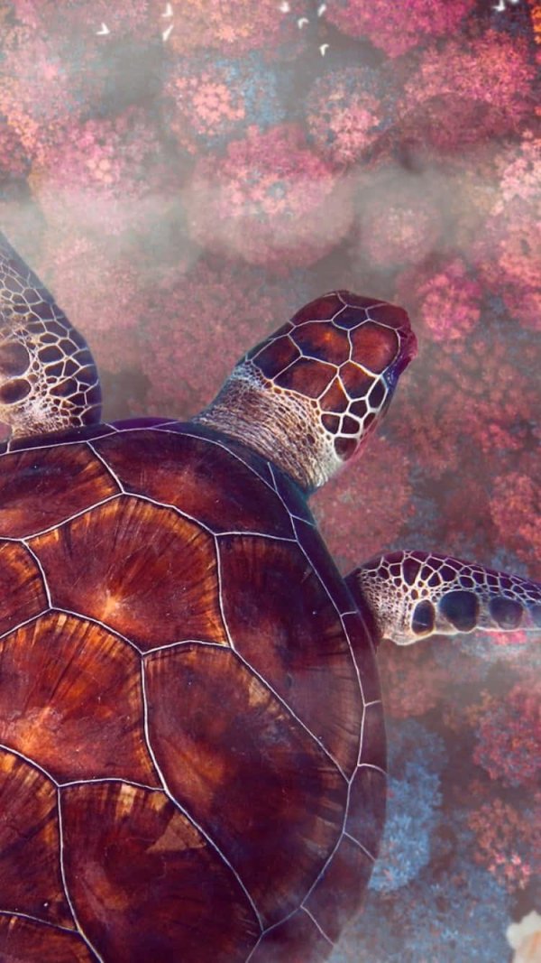 морская черепашка