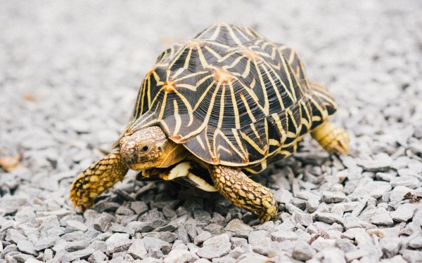 звездчатая черепаха