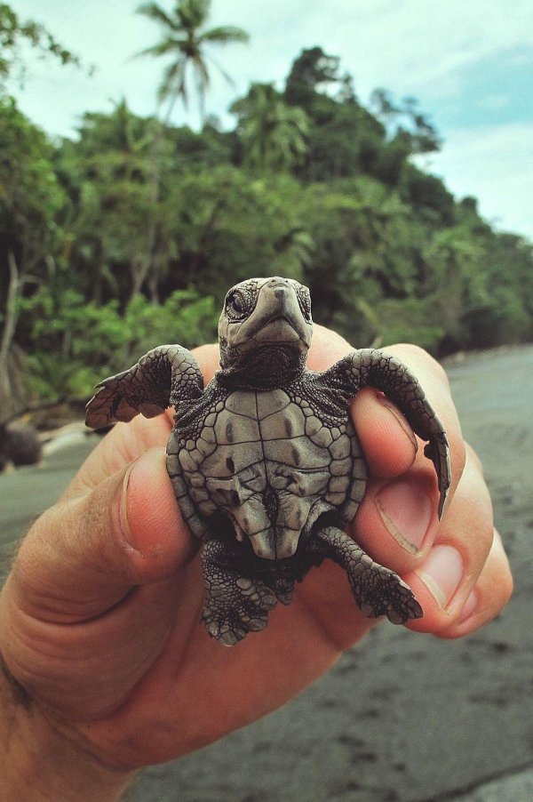 baby sea turtle