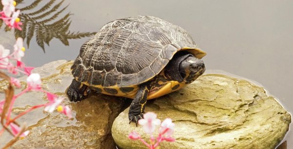 скрытошейные черепахи