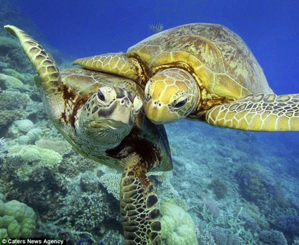 морские черепахи большого барьерного рифа