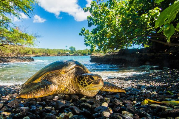 черепаший остров фиджи