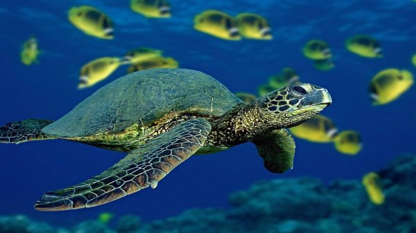 черепаха каретта логгерхед