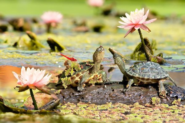 прудовая черепаха