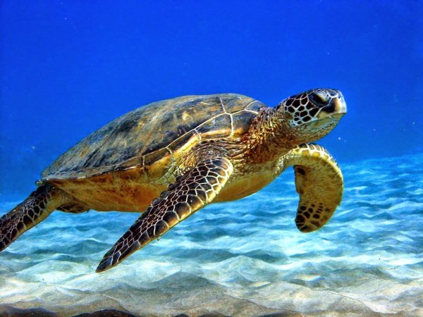 морские черепахи черепахи