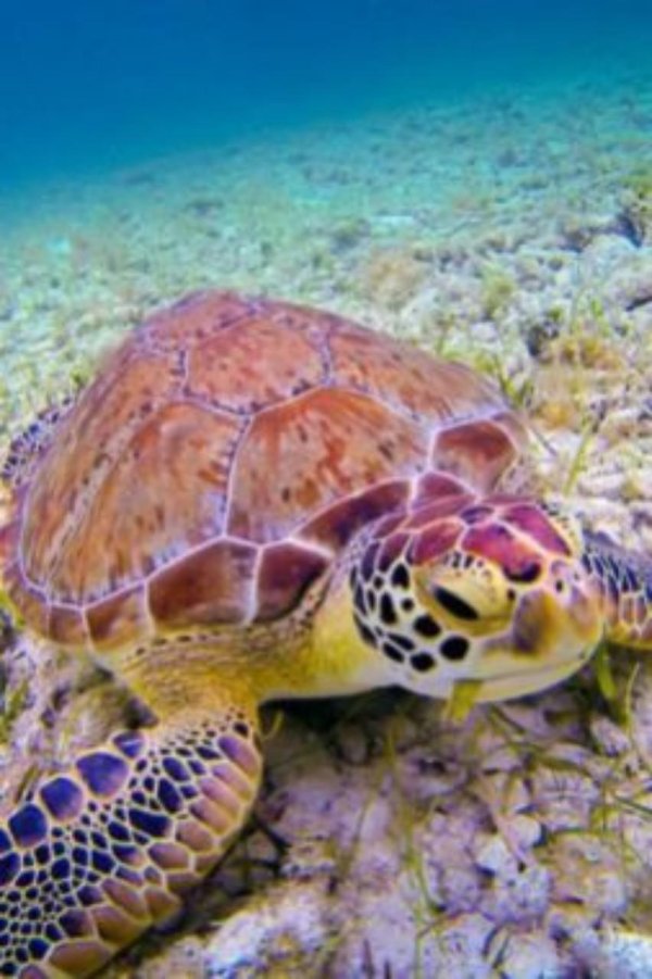черепаха логгерхед