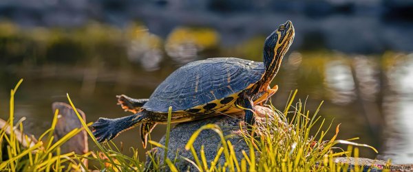 красноухая черепаха