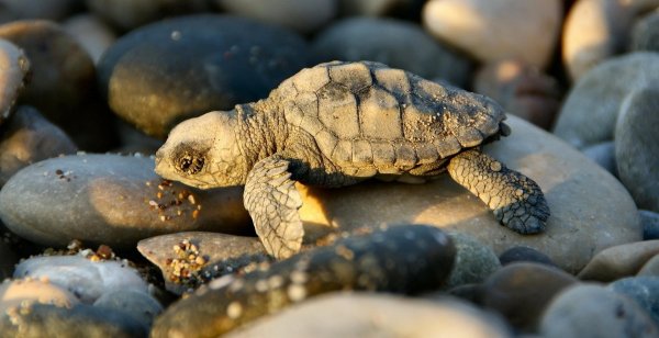 черепаха каретта логгерхед