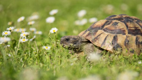 средиземноморская черепаха никольского