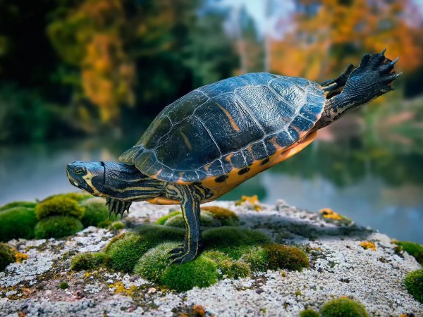 красноухая черепаха