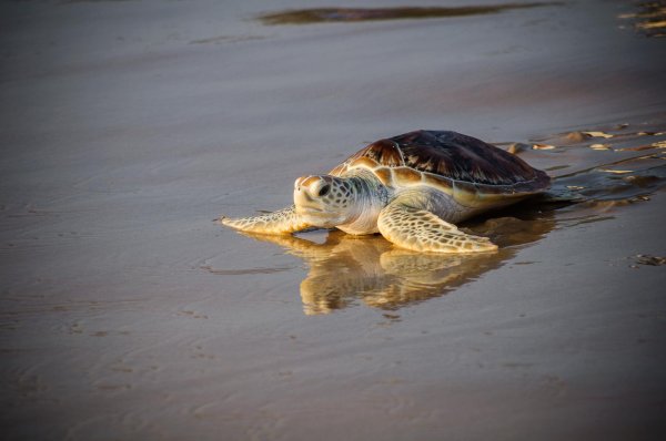 морские черепахи черепахи