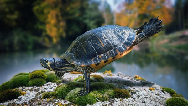 черепаха красноухая