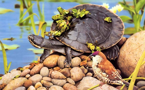 черепаха европейская болотная