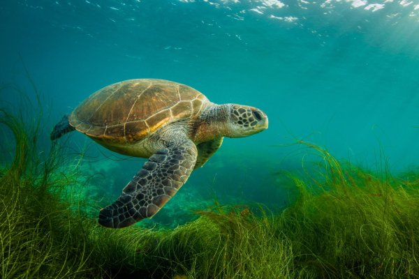 морская черепаха